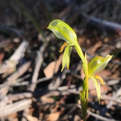 Bunochilus umbrinus (ACT) = Pterostylis umbrina (NSW) (Broad-sepaled Leafy Greenhood) by PeterR