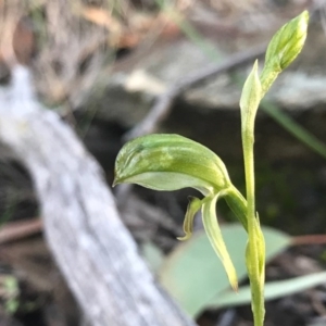 Bunochilus umbrinus (ACT) = Pterostylis umbrina (NSW) at suppressed - 5 Aug 2020