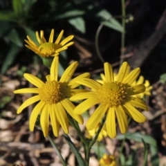 Senecio madagascariensis (Madagascan Fireweed, Fireweed) at Wyndham, NSW - 20 Jul 2020 by MichaelBedingfield