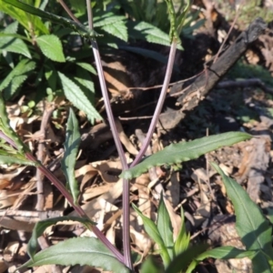 Senecio madagascariensis at Wyndham, NSW - 20 Jul 2020