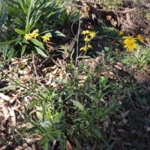 Senecio madagascariensis at Wyndham, NSW - 20 Jul 2020