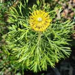 Isopogon anemonifolius (Common Drumsticks) at Ulladulla Wildflower Reserve - 5 Aug 2020 by gem.ingpen@gmail.com