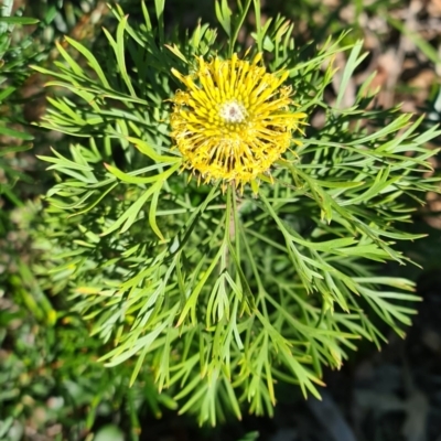 Isopogon anemonifolius (Common Drumsticks) at Ulladulla Wildflower Reserve - 5 Aug 2020 by gem.ingpen@gmail.com