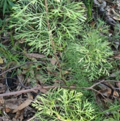 Isopogon anemonifolius (Common Drumsticks) at Ulladulla Wildflower Reserve - 5 Aug 2020 by gem.ingpen@gmail.com