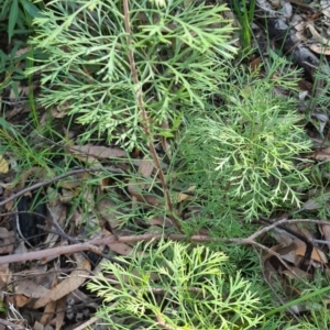 Isopogon anemonifolius at Ulladulla, NSW - 5 Aug 2020