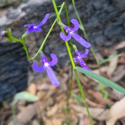 Lobelia dentata/gibbosa (Lobelia dentata or gibbosa) at Ulladulla Wildflower Reserve - 5 Aug 2020 by gem.ingpen@gmail.com