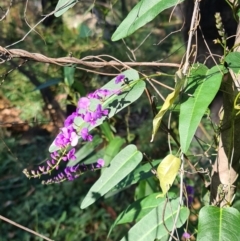 Hardenbergia violacea (False Sarsaparilla) at Ulladulla Wildflower Reserve - 5 Aug 2020 by gem.ingpen@gmail.com