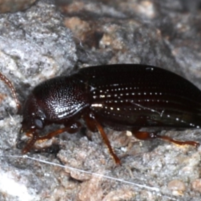 Tetragonomenes ruficornis (Darkling beetle) at Guerilla Bay, NSW - 31 Jul 2020 by jb2602