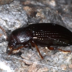 Tetragonomenes ruficornis (Darkling beetle) at Guerilla Bay, NSW - 31 Jul 2020 by jbromilow50