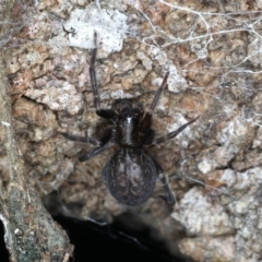 Badumna insignis (Black House Spider) at Guerilla Bay, NSW - 31 Jul 2020 by jb2602