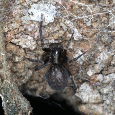 Badumna insignis (Black House Spider) at Guerilla Bay, NSW - 31 Jul 2020 by jb2602