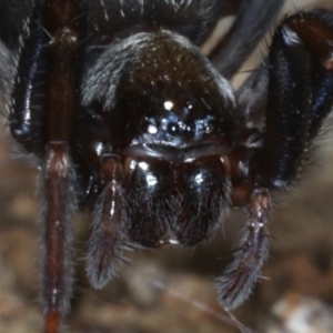 Badumna insignis at Guerilla Bay, NSW - 31 Jul 2020