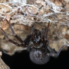 Badumna insignis at Guerilla Bay, NSW - 31 Jul 2020