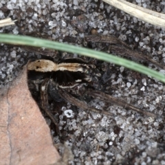 Lycosidae (family) (Unidentified wolf spider) at Guerilla Bay, NSW - 31 Jul 2020 by jbromilow50