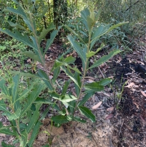 Telopea speciosissima at Ulladulla, NSW - suppressed