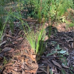 Unidentified Lily or Iris at Ulladulla, NSW - 5 Aug 2020 by mckhandy