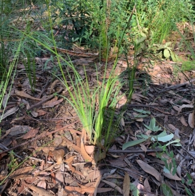Unverified Lily or Iris at Ulladulla, NSW - 5 Aug 2020 by mckhandy