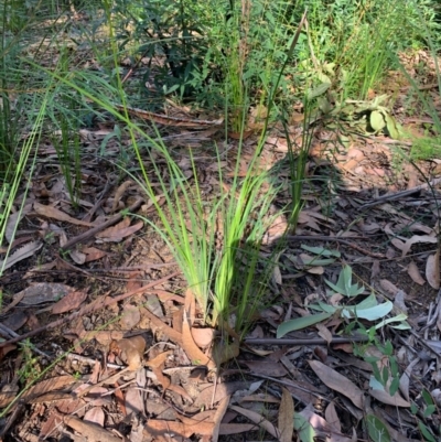 Unidentified Lily or Iris at Ulladulla, NSW - 5 Aug 2020 by mckhandy