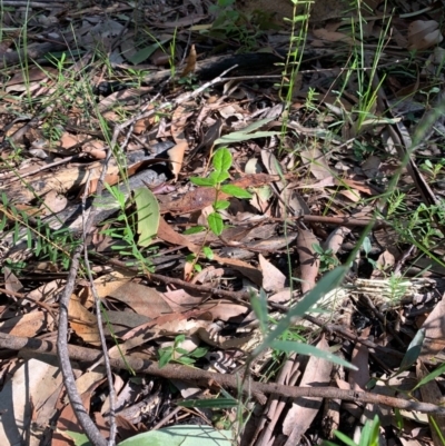 Unidentified Other Shrub at Ulladulla, NSW - 5 Aug 2020 by mckhandy