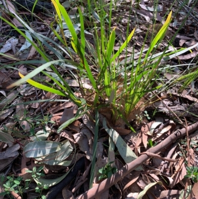 Unidentified Lily or Iris at Ulladulla, NSW - 5 Aug 2020 by mckhandy