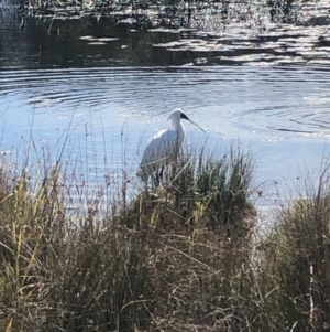 Platalea regia at Burrill Lake, NSW - 5 Aug 2020