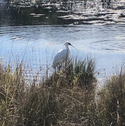 Platalea regia (Royal Spoonbill) at Burrill Lake, NSW - 5 Aug 2020 by wendie