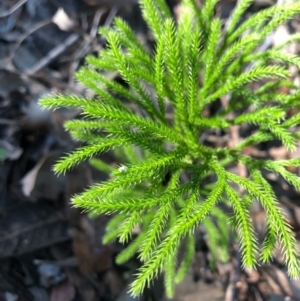 Lycopodium deuterodensum at Ulladulla, NSW - 5 Aug 2020