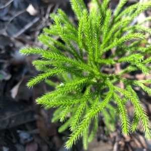 Pseudolycopodium densum at Ulladulla, NSW - 5 Aug 2020