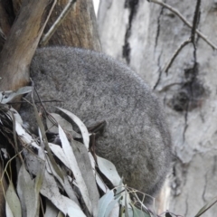 Phascolarctos cinereus (Koala) at Wodonga - 6 Aug 2020 by Michelleco