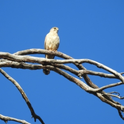 Falco cenchroides (Nankeen Kestrel) at Wodonga - 21 Oct 2019 by Michelleco