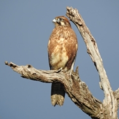 Falco berigora (Brown Falcon) at Wodonga - 15 Jul 2019 by Michelleco