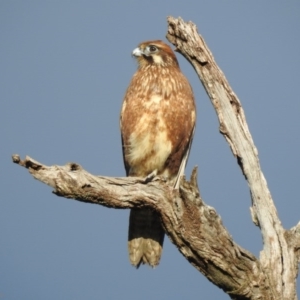 Falco berigora at Huon Hill West - 15 Jul 2019