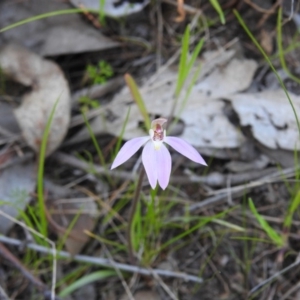 Caladenia fuscata at West Wodonga, VIC - suppressed