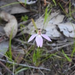 Caladenia fuscata (Dusky Fingers) at West Wodonga, VIC - 22 Sep 2018 by Michelleco