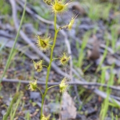 Drosera sp. (A Sundew) at West Wodonga, VIC - 22 Sep 2018 by Michelleco