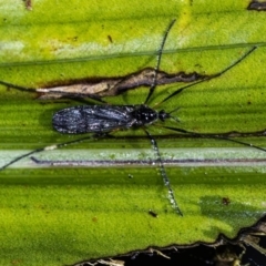Gynoplistia sp. (genus) (Crane fly) at ANBG - 4 Aug 2020 by WHall