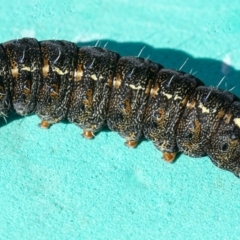 Apina callisto (Pasture Day Moth) at QPRC LGA - 31 Jul 2020 by WHall