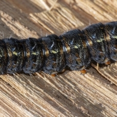 Apina callisto at Googong, NSW - 31 Jul 2020