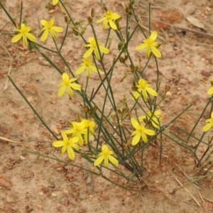 Tricoryne elatior at Klings Reserve - 27 Jan 2019 04:00 PM