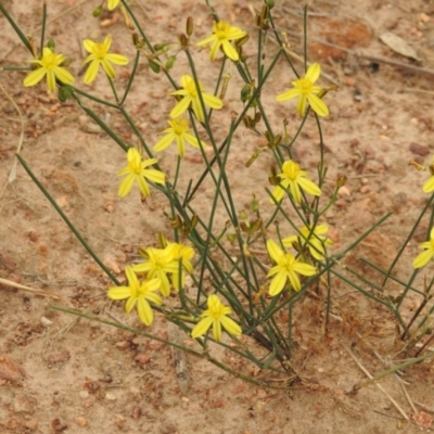 Tricoryne elatior (Yellow Rush Lily) at West Wodonga, VIC - 27 Jan 2019 by Michelleco