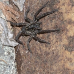 Lycosidae (family) (Unidentified wolf spider) at QPRC LGA - 28 Jul 2020 by WHall