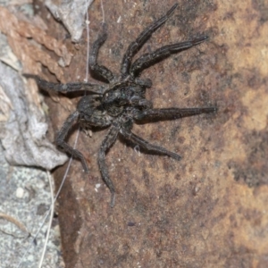 Lycosidae (family) at Googong, NSW - 28 Jul 2020 04:42 PM