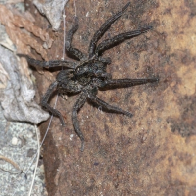 Lycosidae (family) (Unidentified wolf spider) at QPRC LGA - 28 Jul 2020 by WHall