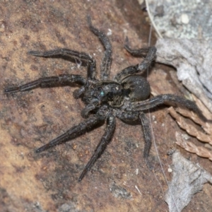 Lycosidae (family) at Googong, NSW - 28 Jul 2020