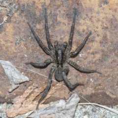 Lycosidae (family) at Googong, NSW - 28 Jul 2020 04:42 PM