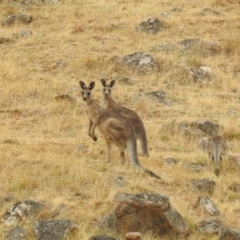 Macropus giganteus (Eastern Grey Kangaroo) at Felltimber Creek NCR - 27 Jan 2019 by Michelleco