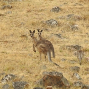 Macropus giganteus at Felltimber Creek NCR - 27 Jan 2019 04:38 PM