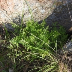 Cheilanthes sieberi (Rock Fern) at Felltimber Creek NCR - 28 Jul 2018 by Michelleco