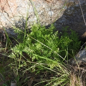 Cheilanthes sieberi at Felltimber Creek NCR - 28 Jul 2018 11:59 AM