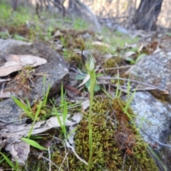 Pterostylis sp. (A Greenhood) at West Wodonga, VIC - 22 Sep 2018 by Michelleco